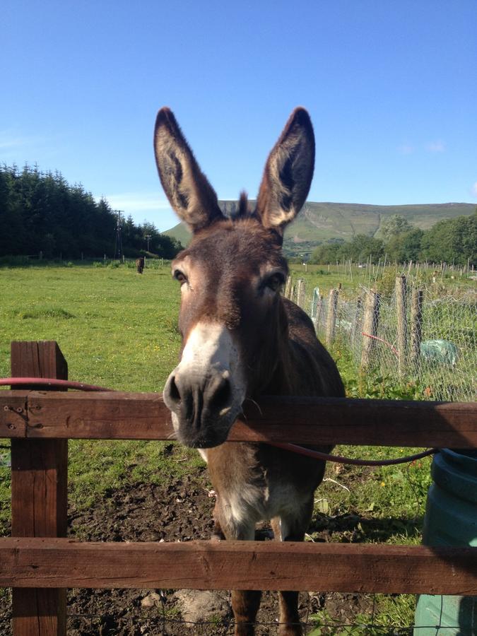 Yeats Lodge B&B Drumcliff Buitenkant foto